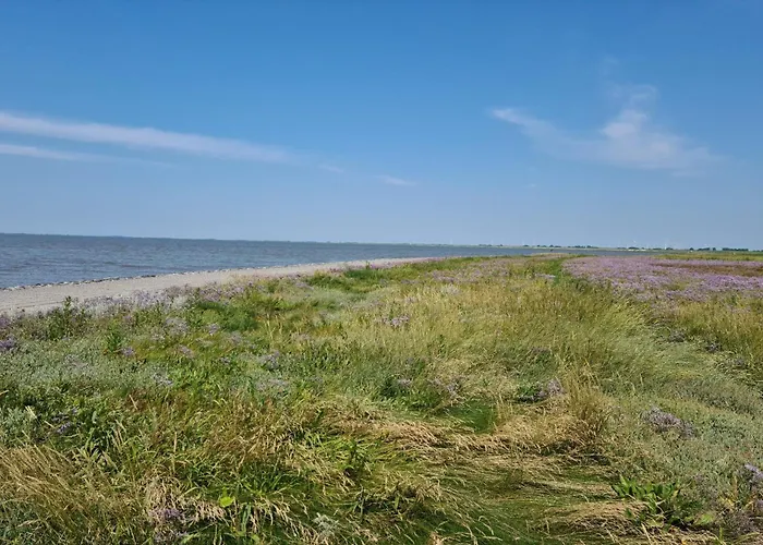 Kiebitzkueken * Sehestedt